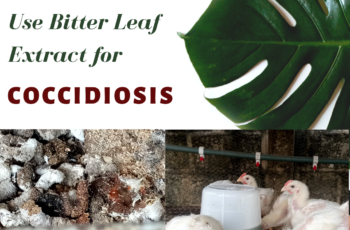 bitter leaf for coccidiosis