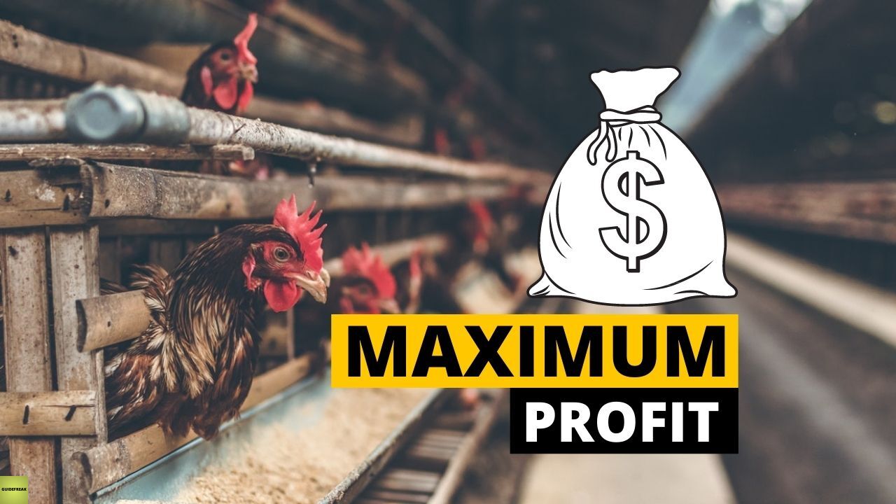 poultry profit