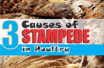 causes of stampede