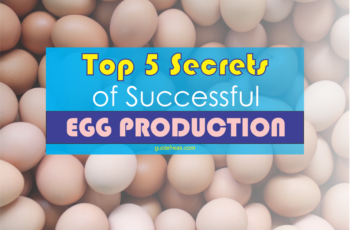egg production