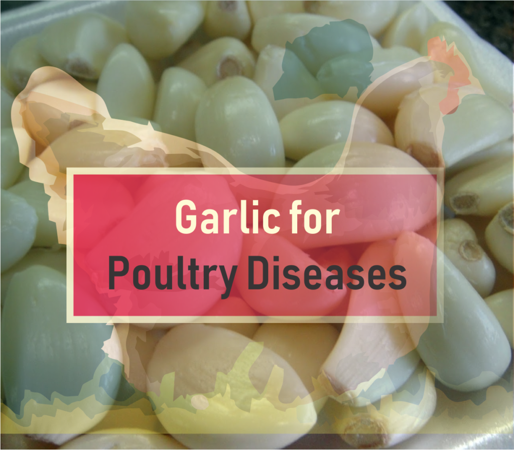 Garlic for poultry diseases