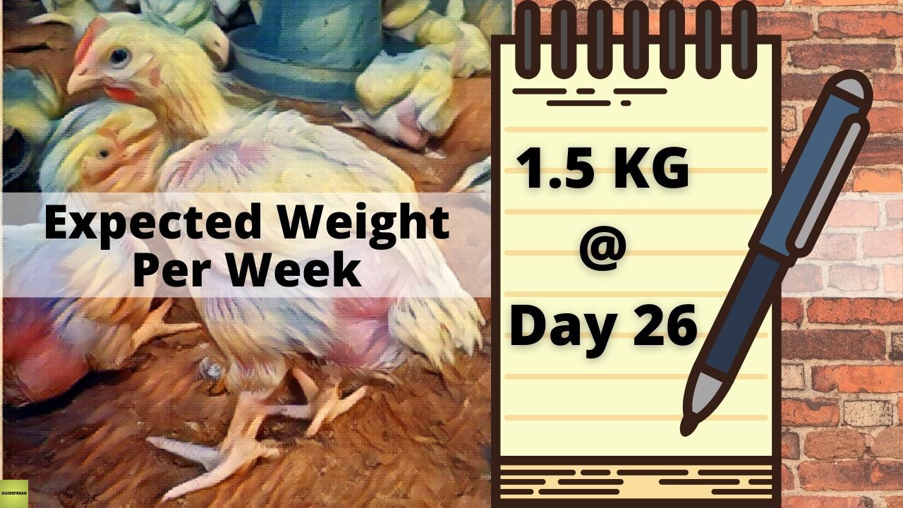 broiler weight per week