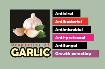 benefits of garlic in broilers