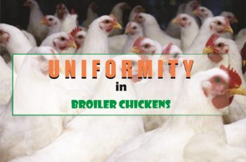 Uniformity in Broiler Chickens