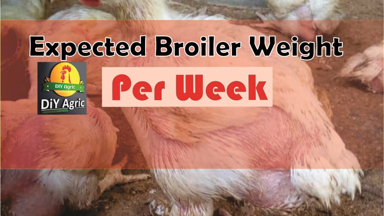 Broiler Chicken Growth Rate Chart