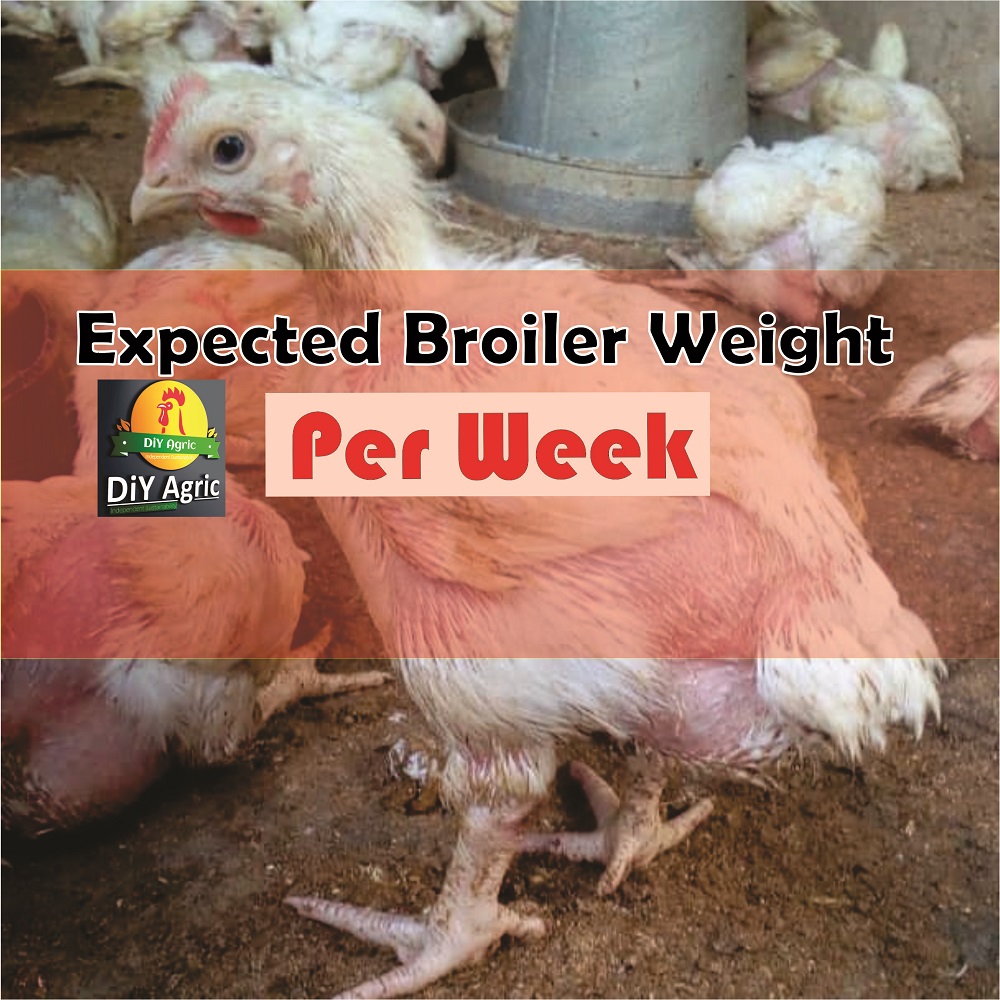 Broiler Chicken Growth Rate Chart