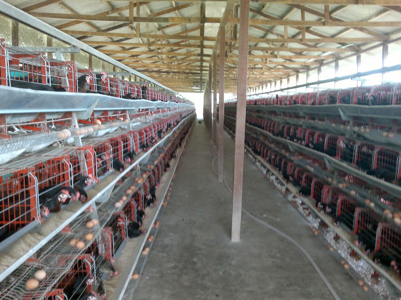 Deep Litter System or Battery Cage System? - Guidefreak