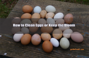 how to clean eggs