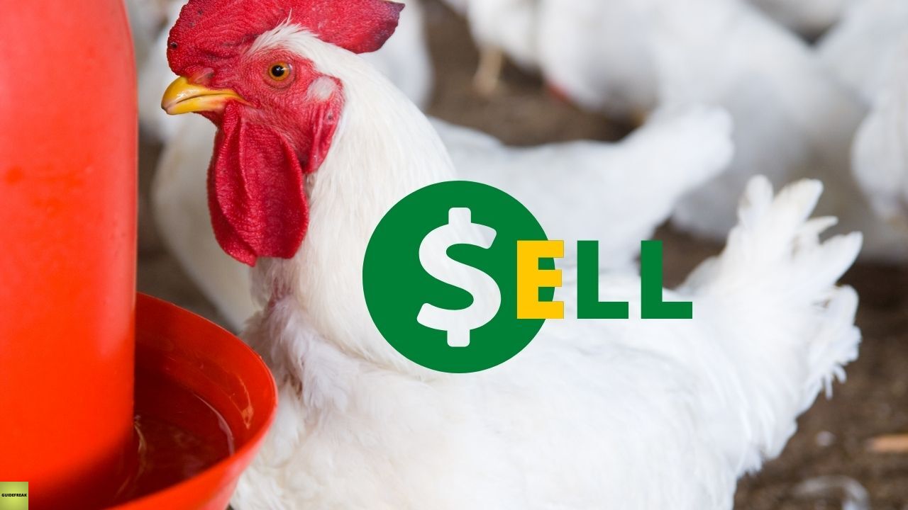 how to sell chicken