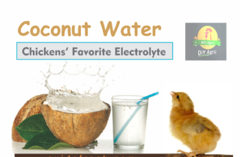 coconut water for chickens