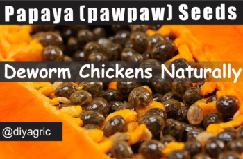 how to deworm chickens naturally