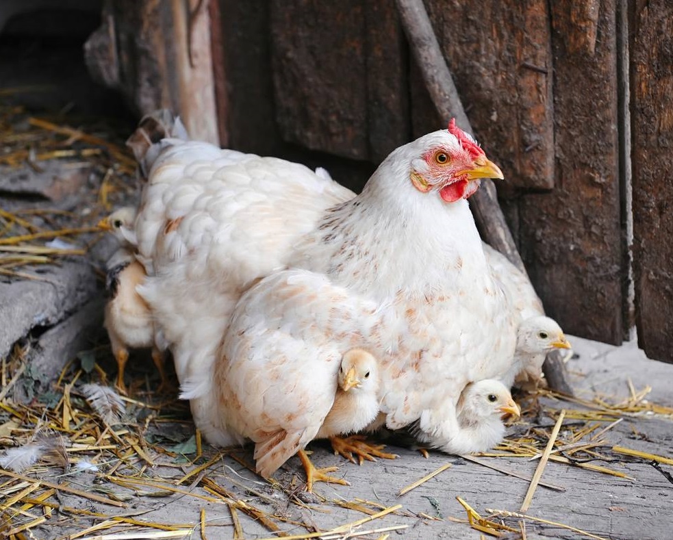 Complete Guide to Successful Brooding in Poultry - Guidefreak