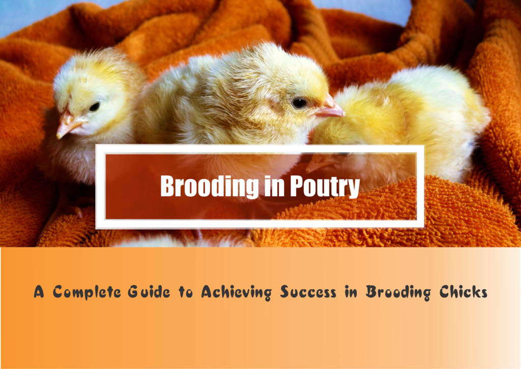 brooding in poultry