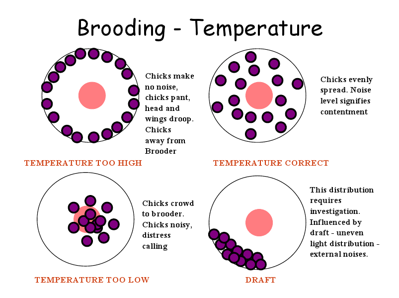 what is a brooder