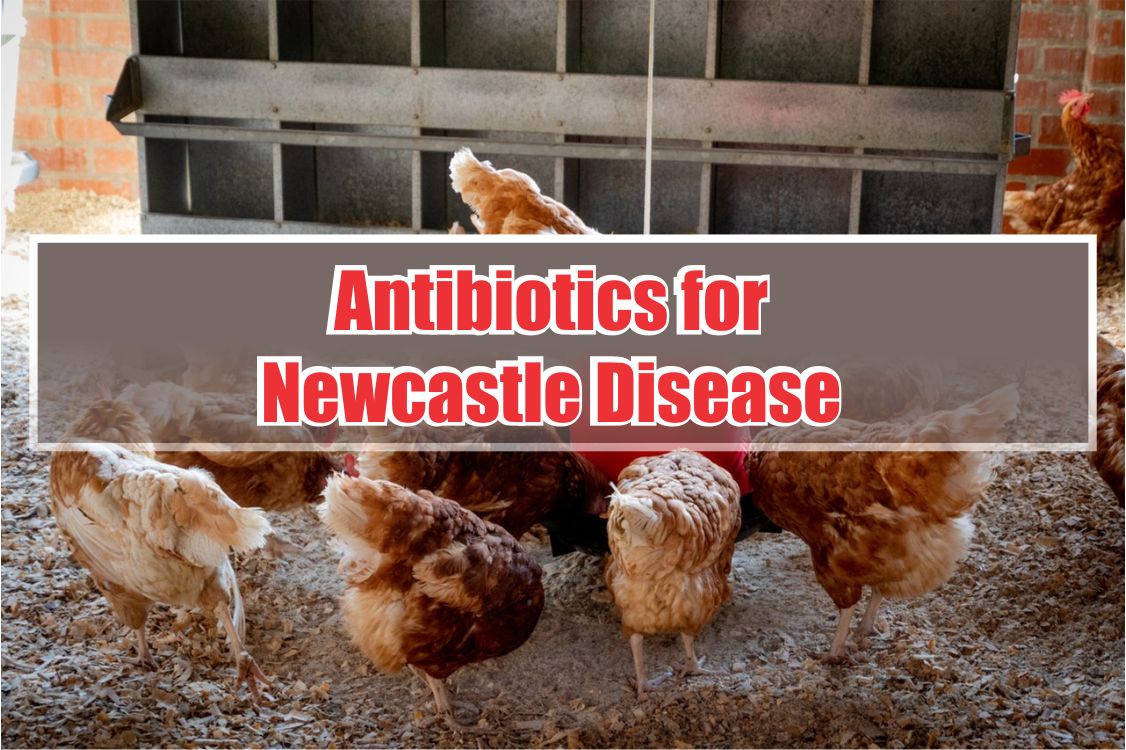 antibiotics for newcastle disease