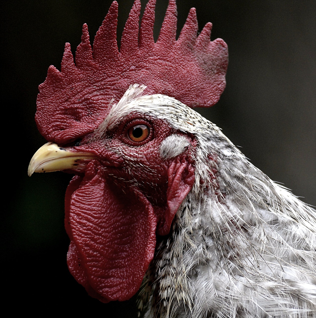 bird flu symptoms in chickens