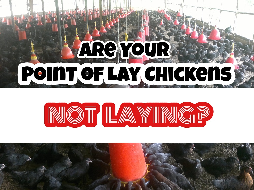 point of lay chickens