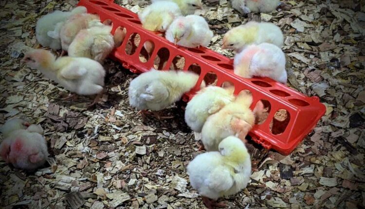 Where to Buy Day Old Chicks in Nigeria - Guidefreak